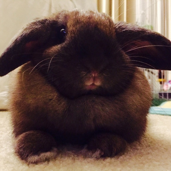 Meet your Posher, Leslee