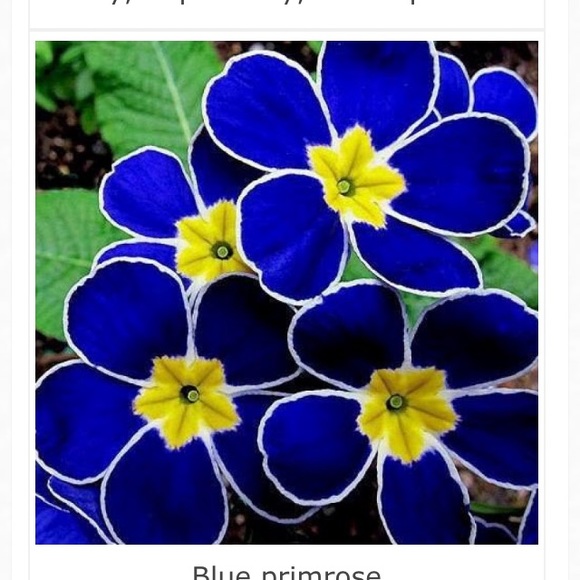 Meet your Posher, Nicoel - Picture 1 of 1