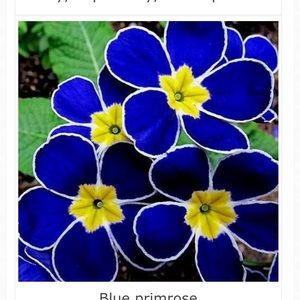 Meet your Posher, Nicoel