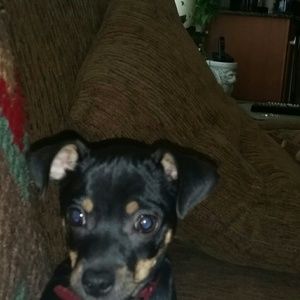 Meet your Posher, Desilee