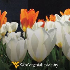 Meet your Posher, Suzanne