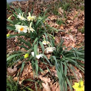 Meet your Posher, Evelyn