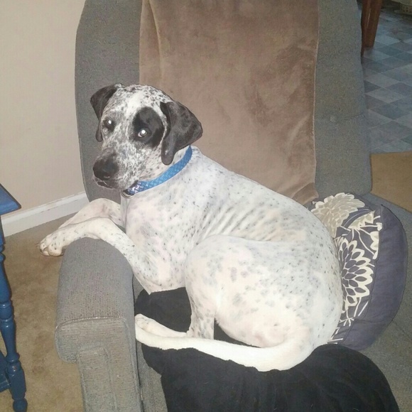 Meet your Posher, Lauren - Picture 1 of 1