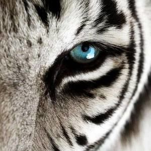 Meet your Posher, Frances