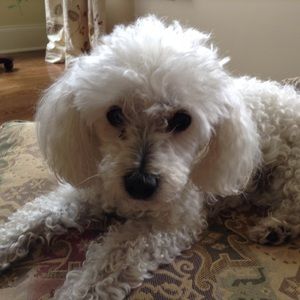 Meet your Posher, Izzy