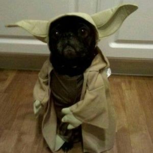 Meet your Posher, Dawn