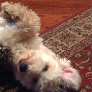 Meet your Posher, Annie