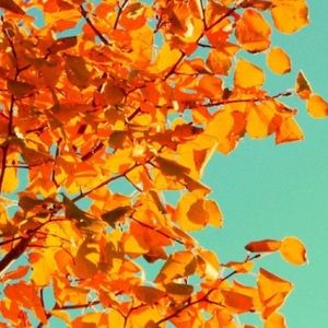 Meet your Posher, Leia