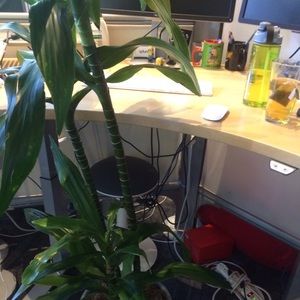 Meet your Posher, Asmita