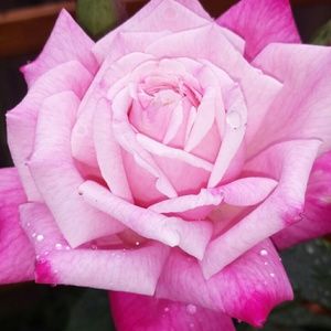 Meet your Posher, Deanda