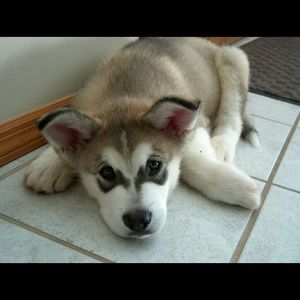 Meet your Posher, Casey