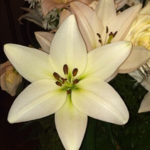 Meet your Posher, Jen