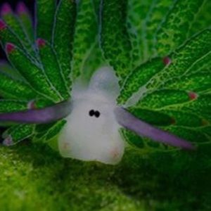 Meet your Posher, Deana