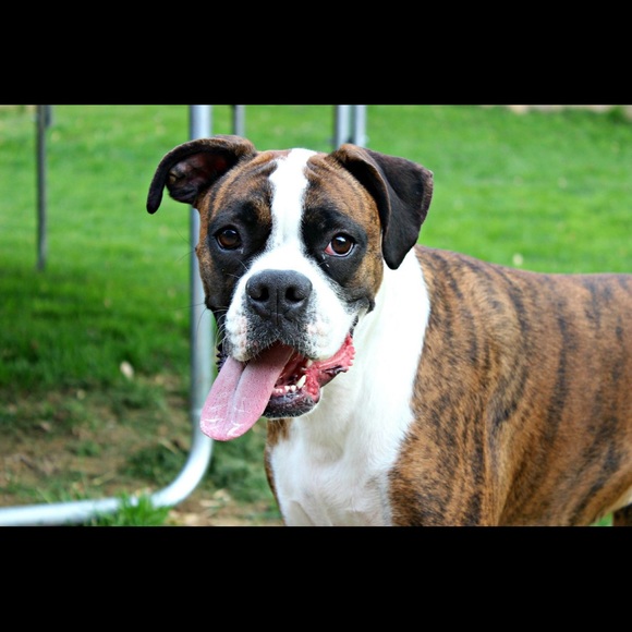 Meet your Posher, Cara - Picture 2 of 4