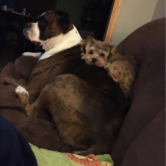 Meet your Posher, Cara - Picture 4 of 4