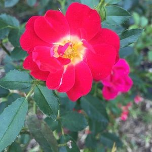 Meet your Posher, Mary