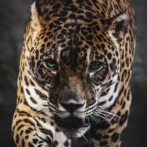 Meet your Posher, Isaac