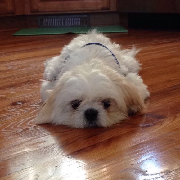 Meet your Posher, Mia