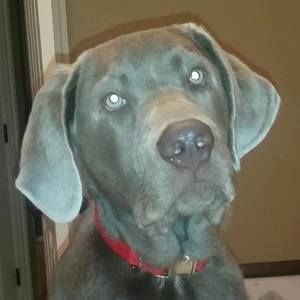 Meet your Posher, Toni