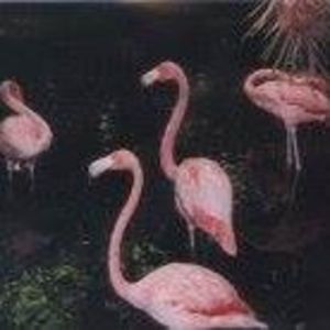 Meet your Posher, Janice