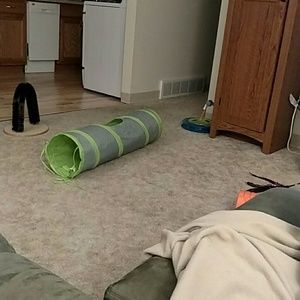 Meet your Posher, Darcy