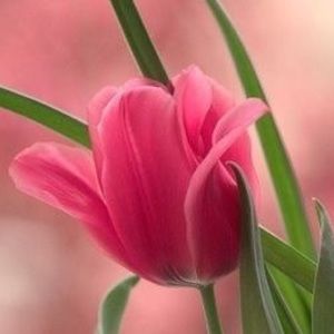 Meet your Posher, Judy