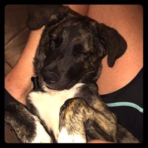 Meet your Posher, Carlie