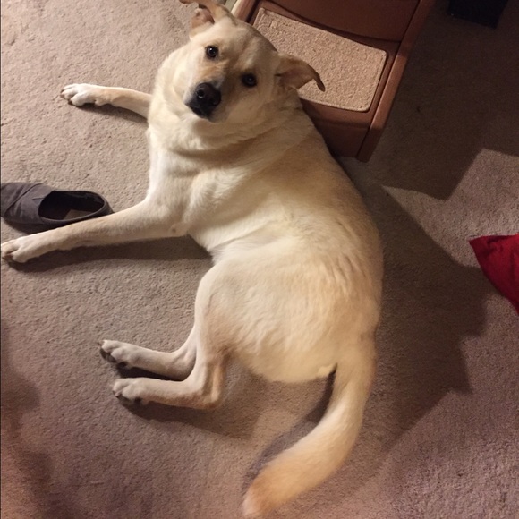 Meet your Posher, Riley - Picture 4 of 4