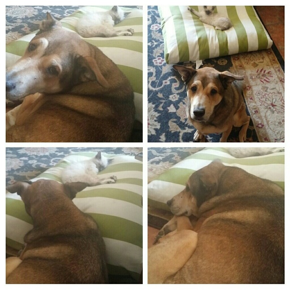 Meet your Posher, Sandra - Picture 7 of 8