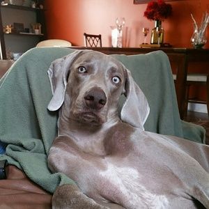 Meet your Posher, Tara