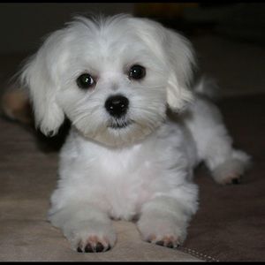 Meet your Posher, Barbara