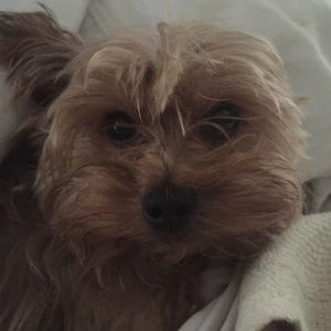 Meet your Posher, Debbi