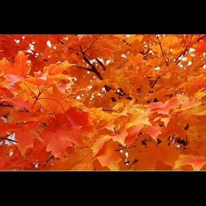 Meet your Posher, Molly