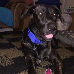 Meet your Posher, Bailey