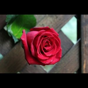 Meet your Posher, Jasmine