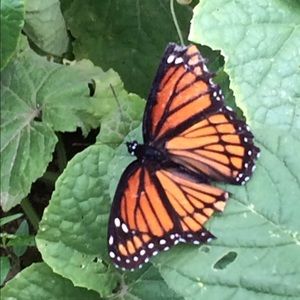 Meet your Posher, Ann