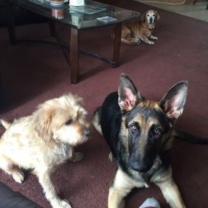 Meet your Posher, Betty