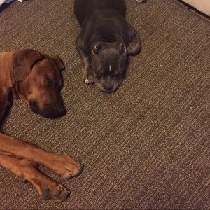 Meet your Posher, Lexily