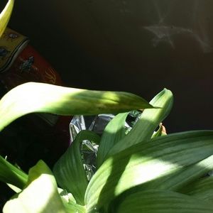 Meet your Posher, Bertha