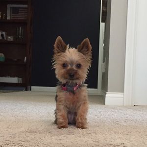 Meet your Posher, Terra