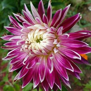 Meet your Posher, Caitlin