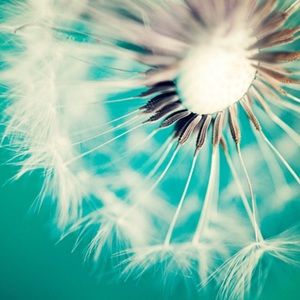 Meet your Posher, Chelsea