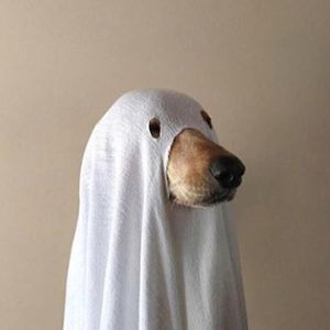 Meet your Posher, Tana