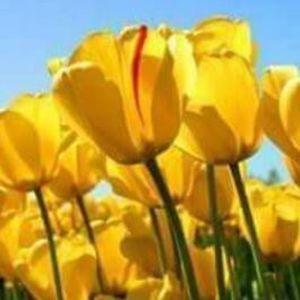 Meet your Posher, Alice