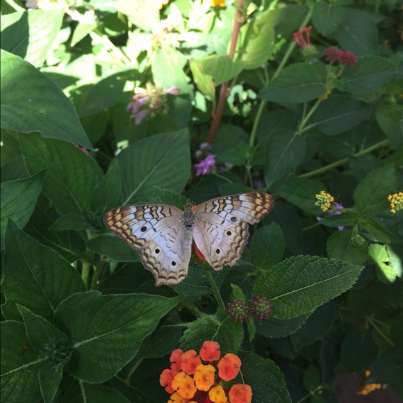 Meet your Posher, Monica - Picture 1 of 1