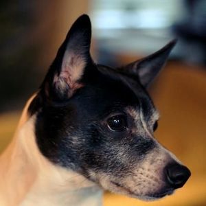 Meet your Posher, Paige