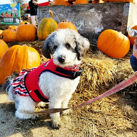 Meet your Posher - Picture 4 of 4