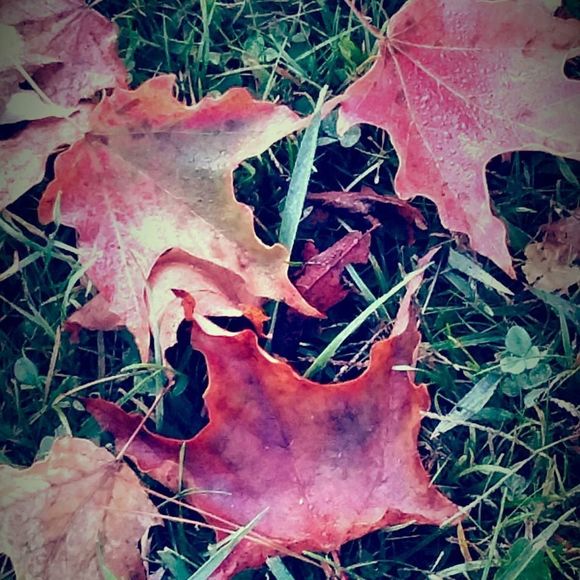 Meet your Posher, Theresa