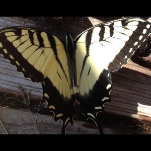 Meet your Posher, Robyn