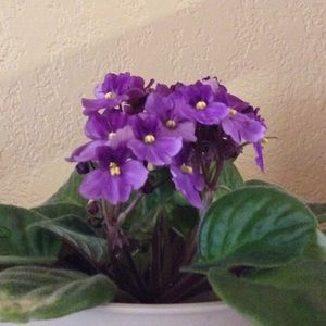 Meet your Posher, Deanna